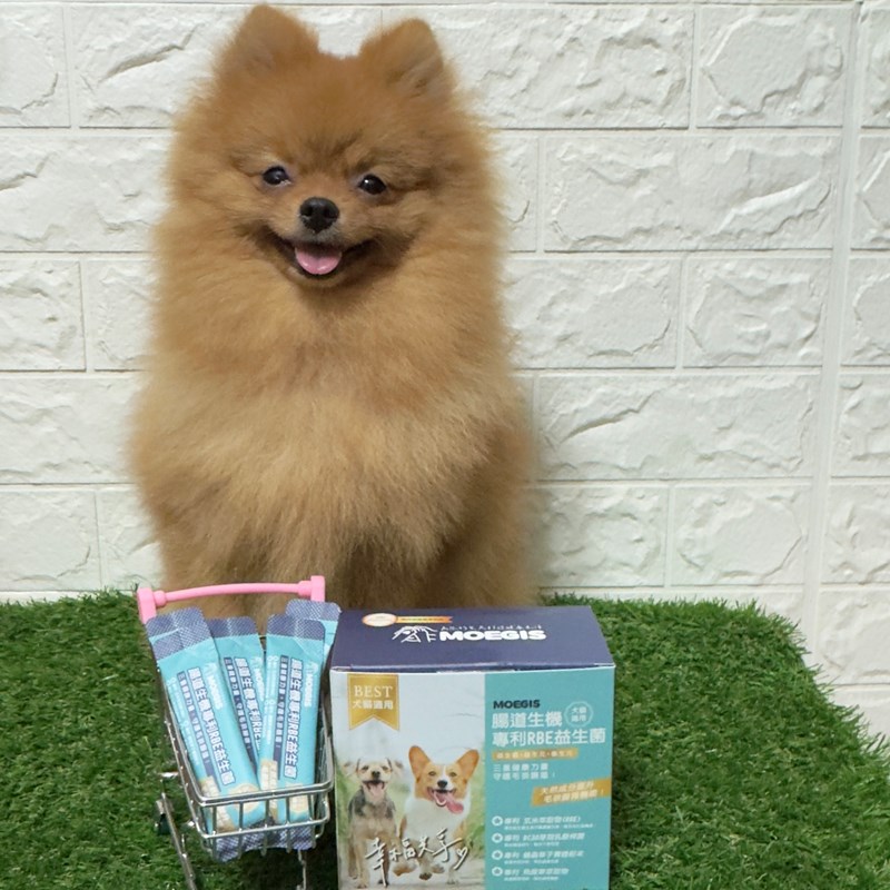 女人知己試用大隊,口碑行銷,部落客行銷,Moegis萌吉 腸道生機專利RBE益生菌,寵物益生菌,專利RBE益生元,專利蔬果酵素,小分子胜肽,藍藻粉,維持免疫力,幫助維持消化道機能,維持正常食慾,改變細菌叢生態,腸胃保健,犬貓適用